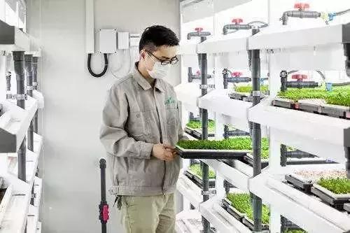 京東布局植物工廠 水培蔬菜或成農業(yè)新藍海